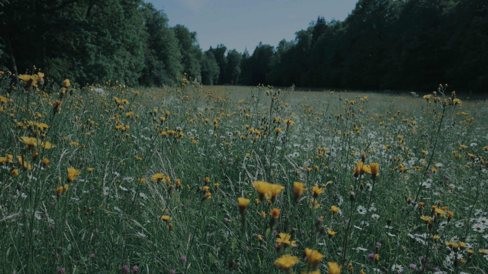 Premium Honey for Every Day | Canoe Cove Honey