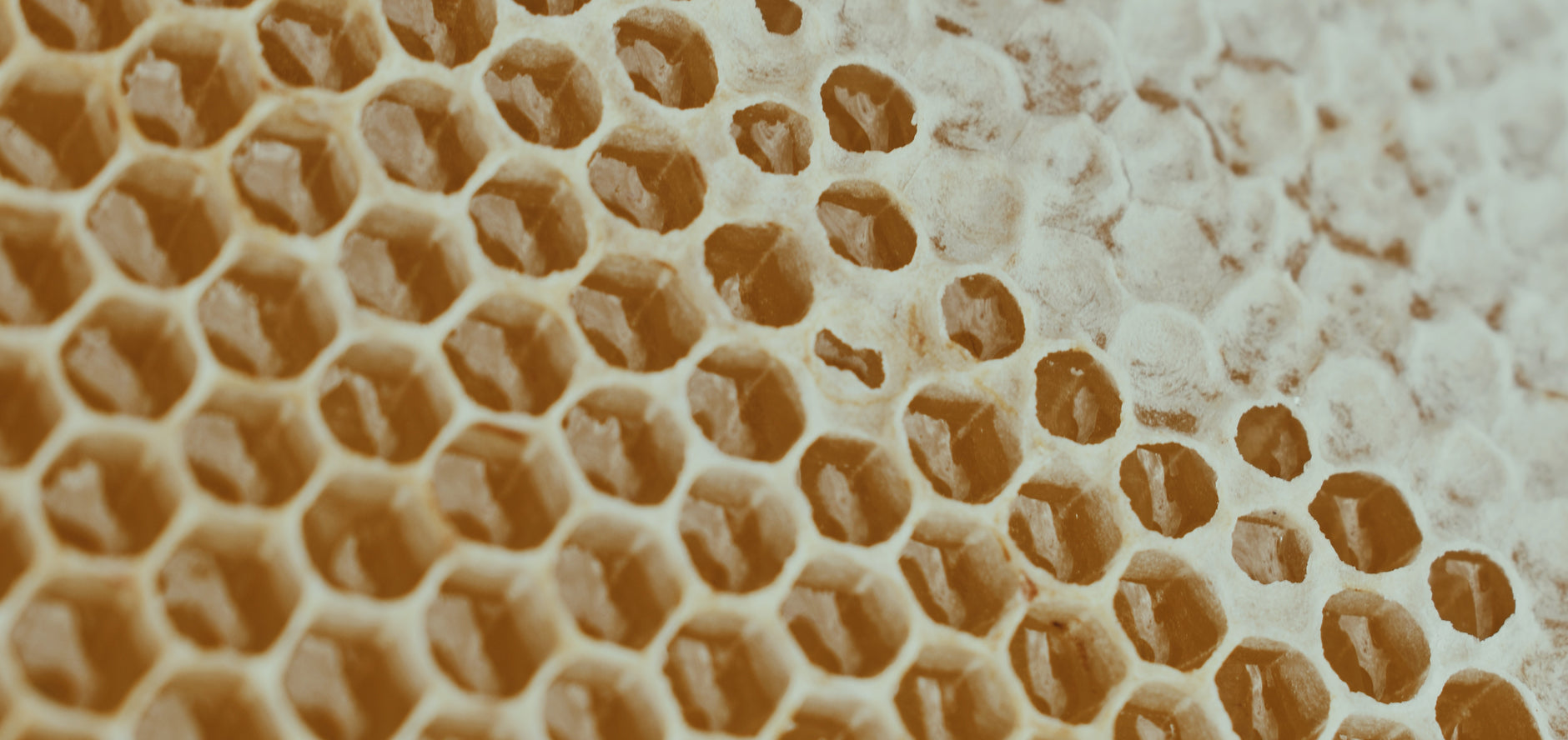 Fine Food Retailers Canoe Cove Honey